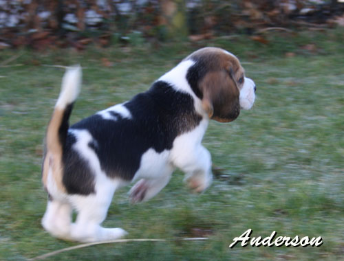 Beaglewelpe im Sprung